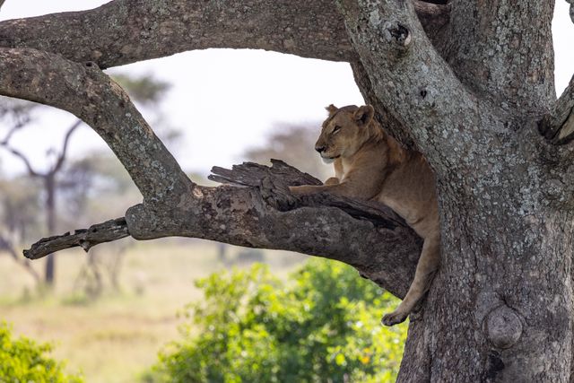Queen Elizabeth National Park